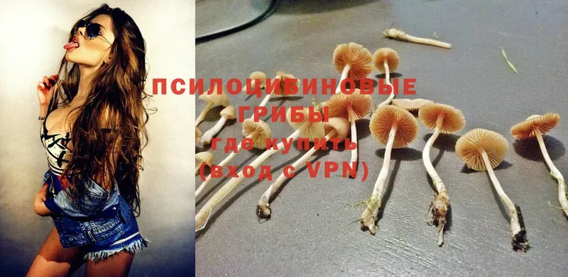 купить  сайты  Хабаровск  Псилоцибиновые грибы Magic Shrooms 